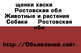 щенки хаски!!! - Ростовская обл. Животные и растения » Собаки   . Ростовская обл.